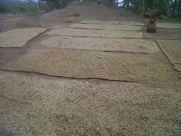 Green Arabica Bali Kintamani Grade Premium Coffee Bean